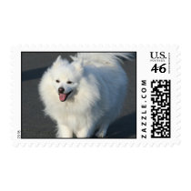 American Eskimo postage