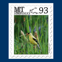 American Finch in Montana Poster posters