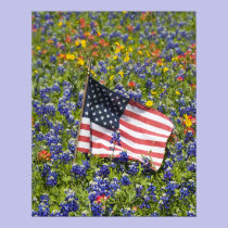 American Flag in field of Blue Bonnets, posters