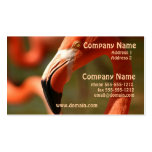 American Flamingo Business Card