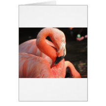 American Flamingo Card