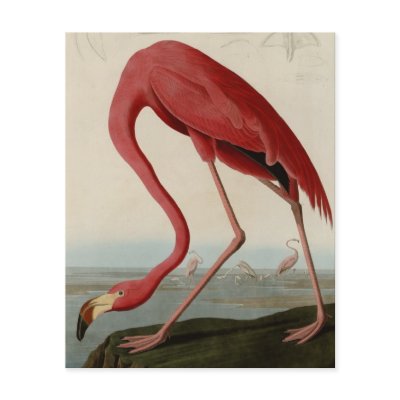American Flamingo Custom Flyer by birdpictures