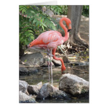 American Flamingo Greeting Card