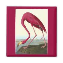 American Flamingo, John James Audubon Magnets