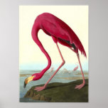 American Flamingo, John James Audubon Posters