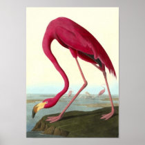 American Flamingo, John James Audubon Posters