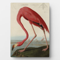 American Flamingo Photo Plaque