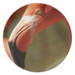 American Flamingo Plate