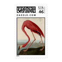 American Flamingo Postage Stamp