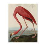 American Flamingo Postcards