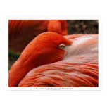 American Flamingo