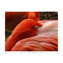 American Flamingo posters