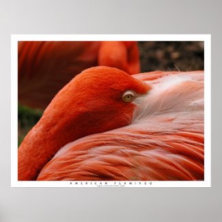 American Flamingo print