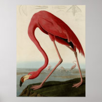 American Flamingo