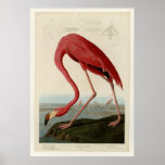 American Flamingo Posters