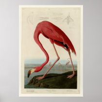 American Flamingo Posters