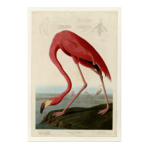 American Flamingo Posters