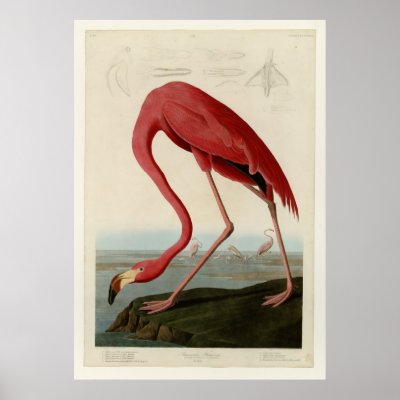 american flamingo