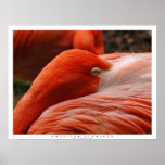 American Flamingo posters