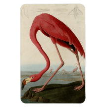 American Flamingo Rectangle Magnet