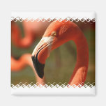 American Flamingo Square Magnet