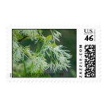 American Fringe Tree postage