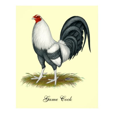American Game Silver Blue Cock Posters by diane_jacky