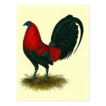 American Gamecock:  Brown Red Post Card
