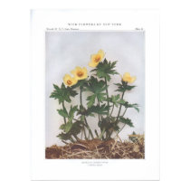 American Globeflower - Trollius laxus posters