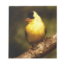 American Gold Finc Memo Notepads