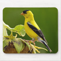 American Gold Finch mousepads by crooster1 American Gold Finch mousepads