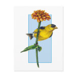 American Goldfinch and Zinnia flower Postcard