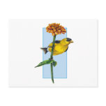 American Goldfinch and Zinnia flower Postcard