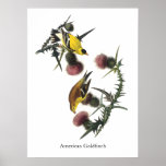 American Goldfinch, Audubon Poster