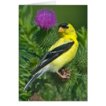 American Goldfinch Greeting Card