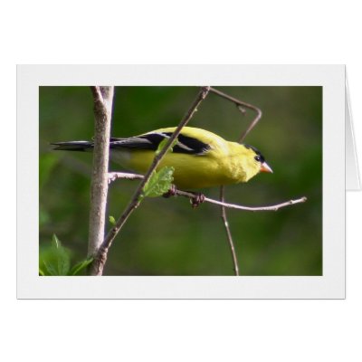 American Goldfinch Cards by alberthartley