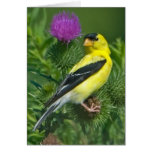 American Goldfinch Greeting Card