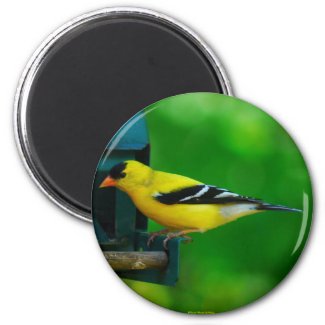 American Goldfinch Magnet magnet