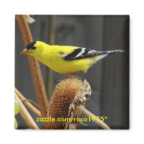 American Goldfinch magnets by Roco1975 American Goldfinch magnets