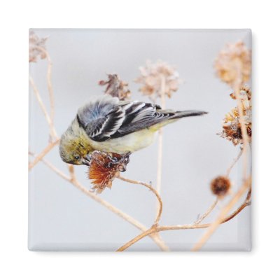 American Goldfinch Magnet by PoetTree