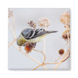 American Goldfinch Magnet