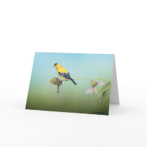 American Goldfinch Notecards - Tim Larson by wildlifeartist American Goldfinch Notecards - Tim Larson