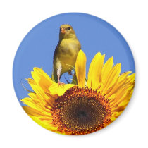 American Goldfinch on Sunflower magnets