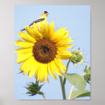 American Goldfinch on Sunflower Print