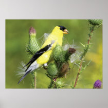 American Goldfinch Photograph Poster