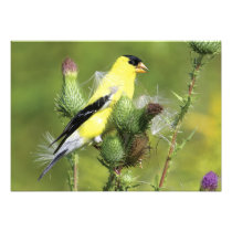 American Goldfinch Photograph Print