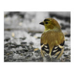 American Goldfinch Post Cards