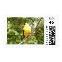 American Goldfinch stamps