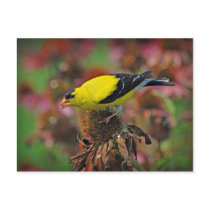 American Goldfinch postcards by dchafin American Goldfinch postcards