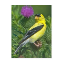 American Goldfinch Postcards